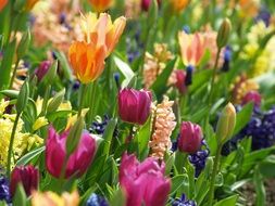 Colored tulips in the garden