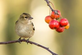 Red wild berries and bird