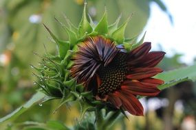 velvet queen is a kind of sunflower