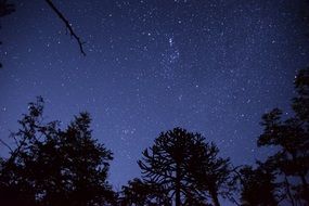 sky star outlines trees light night