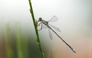 delightful small emerald damselfly