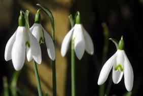 Perce-neige in spring