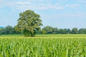 Lonely tree among the field on a sunny day