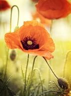 red flowering poppy