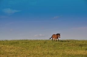 beautiful and delightful horse on meadow