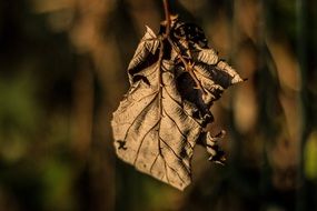 dry brown tree leaf close-up