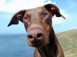 Doberman is a breed of dog