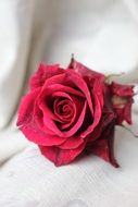 pink rose on a white surface on blurred background