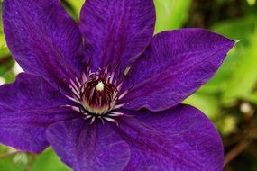 closeup photo of clematis violet blossom