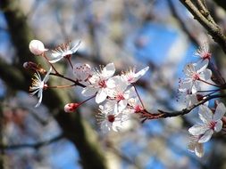 Cherry flowers in spring