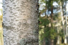 birch stem trunk, finland