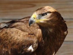 portrait of a brown eagle in the sun