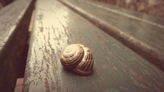 snail on a bench