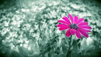 monochrome picture of the purple flower