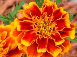 blooming colorful marigold