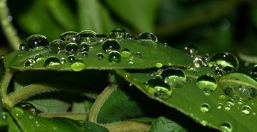macro view of water drops on green leaves