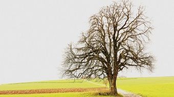 incredible bare tree in rural landscape