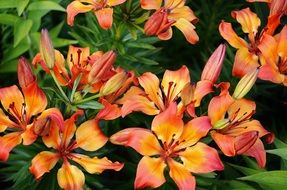 Orange lilies on a green bush