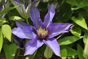 Clematis is a garden plant