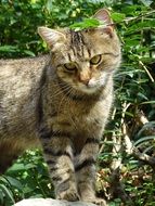 black domestic cat in the grass in the sun