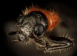 beetle head close up