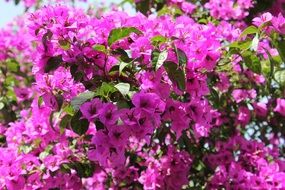 violet bougainvillea