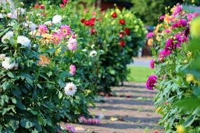 asters flowers in the garden