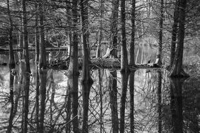 trees reflection water mirror black and white recording