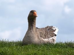 Domestic goose bird