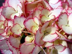hydrangea summer flower