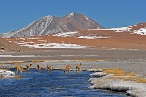 alpacas on a lake near the mountains