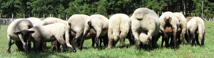 flock of sheep on a green meadow in spring
