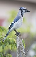 Beautiful and cute blue jay on a branch near the green leaves