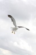 seagull flying under the white clouds