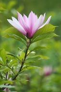 Photo of the purple flower