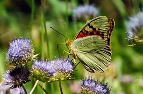 green striped butterfly on a purple flower