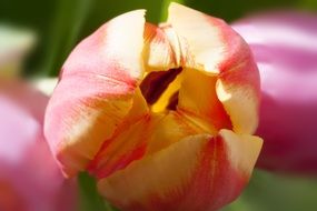 Yellow-pink tulip close-up