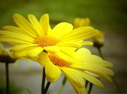 bright yellow daisies close-up