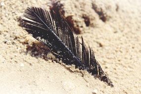 Picture of the feather on a sand beach