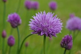 flowers of the green onion in nature