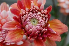 Beautiful dahlias in summer