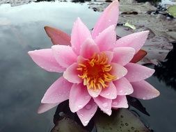 delightful lily pink