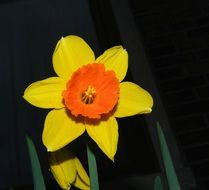 Yellow daffodil with orange center