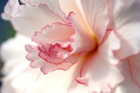 white flower with pink rim close up