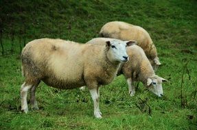 three sheep grazing on pasture