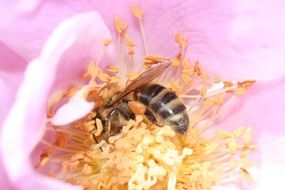 honey bee in center of pink flower close-up