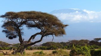 Colorful plants in Amboseli National Park on mount Kilimanjaro in Kenya