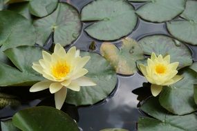 yellow white water lily flower