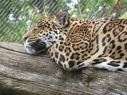 Leopard on a log in a national park of africa