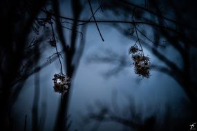 spring nature in the evening